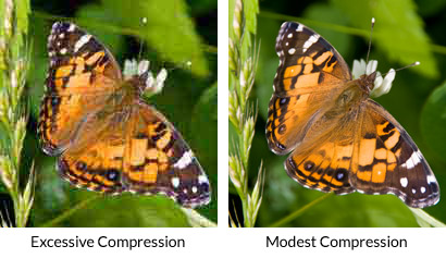 Image compression comparison in photo of American painted lady butterfly