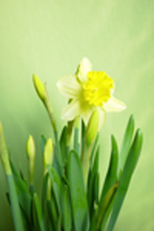 Poor quality enlargement of tiny daffodil image