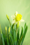 Original tiny image of a daffodil